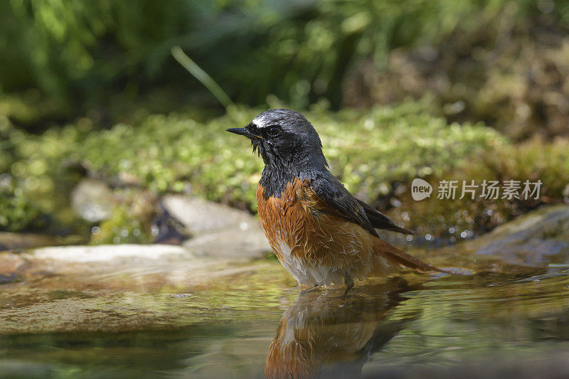 红start洗涤(Phoenicurus Phoenicurus)